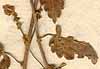 Acalypha decumbens L., blomställning x8