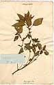 Acalypha virginiana L., framsida