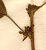 Acalypha virginiana L., närbild x8