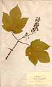 Acer pseudo-platanus L., framsida