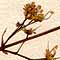 Acer pseudo-platanus L., blommor x8