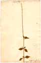 Achyranthes argentea Lam., front