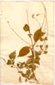 Achyranthes argentea Lam., front