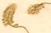 Achyranthes argentea Lam., blomställning x7