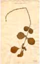 Achyranthes aspera L. ssp. indica, front