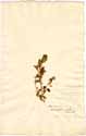 Achyranthes brachiata L., framsida