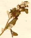 Achyranthes brachiata L., inflorescens x8