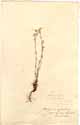 Achyranthes corymbosa L., framsida