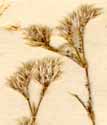 Achyranthes corymbosa L., blomställning x6