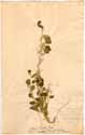 Achyranthes lanata L., framsida