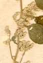 Achyranthes lanata L., blomställning x7
