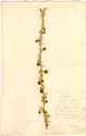 Achyranthes lanata L., framsida