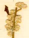 Achyranthes lanata L., inflorescens x7