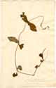 Achyranthes lappacea L., framsida