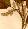 Achyranthes muricatus L., inflorescens x7