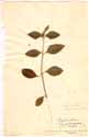 Achyranthes patula L. f., framsida
