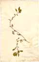 Achyranthes repens L., framsida