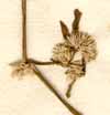 Achyranthes repens L., blomställning x7