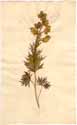 Aconitum anthora L., front