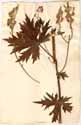 Aconitum lycoctonum L., front