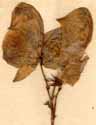 Aconitum napellus L., flower x5