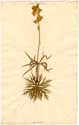 Aconitum pyrenaicum L., front