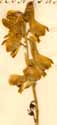 Aconitum pyrenaicum L., blomställning x5