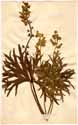 Aconitum pyrenaicum L., front