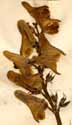 Aconitum pyrenaicum L., blomställning x5