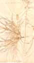 Aconitum pyrenaicum L., back