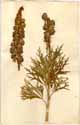 Aconitum uncinatum L., framsida