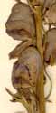 Aconitum uncinatum L., blomst&auml;llning x5