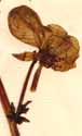 Aconitum variegatum L., flower x6