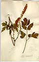 Actaea racemosa L., framsida