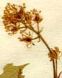 Actaea spicata L., blomställning x8