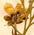Adonis aestivalis L., blomma x8