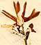 Adonis capensis L., blomma x8