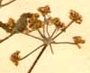Aegopodium podagraria L., inflorescens x6