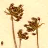 Aegopodium podagraria L., fruits x6