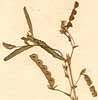 Aeschynomene americana L., inflorescens x8