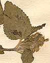 Ageratum conyzoides L., blomställning x8