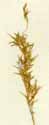 Agrostis capillaris L., ax x4