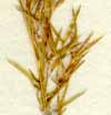 Agrostis capillaris L., ax x8