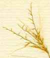 Agrostis cruciata L., spike x8