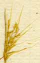 Agrostis cruciata L., ax x8