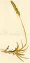 Agrostis virginica L., närbild x2