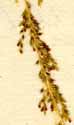 Agrostis indica L., ax x8