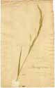 Agrostis miliacea L., framsida
