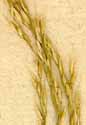 Agrostis miliacea L., småax x8