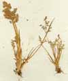 Agrostis pumila Steud., närbild x2